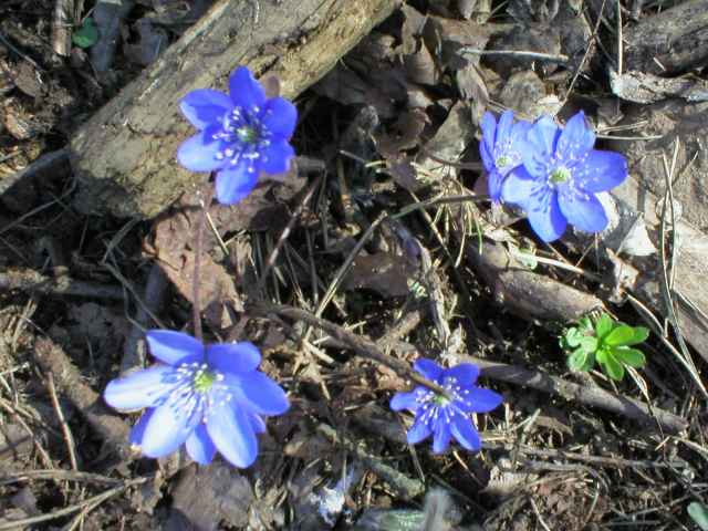 Jatern�k podl�ka