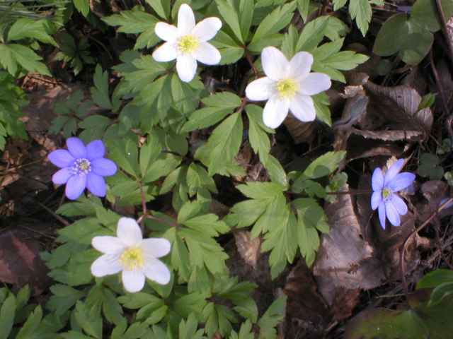 Sasanka hajn�, Jatern�k podl�ka