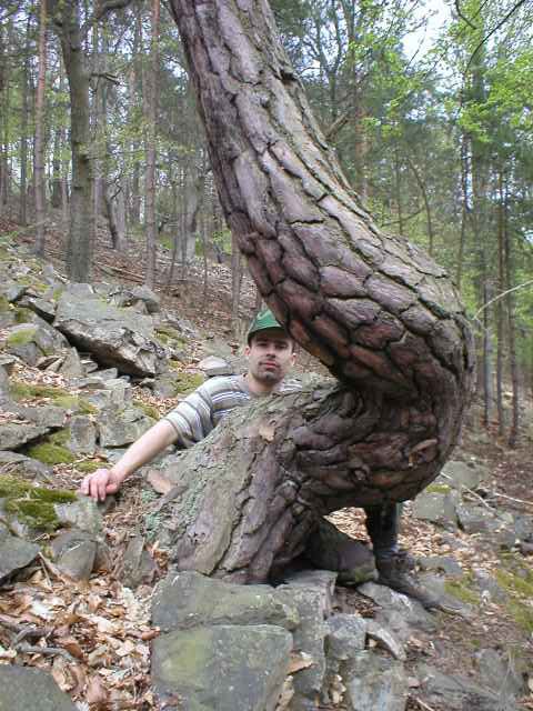 Jimmy u borovice na �lut�ch skal�ch