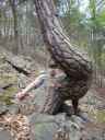 Jimmy u borovice na lutch skalch