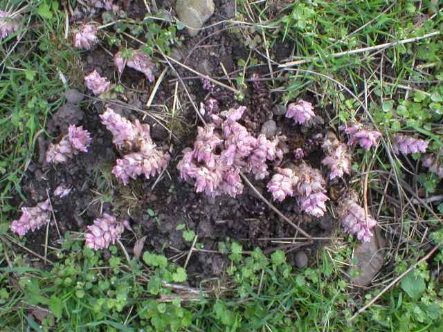 Podb�lek �upinat�