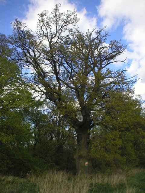 pam�tn� strom u �evnic