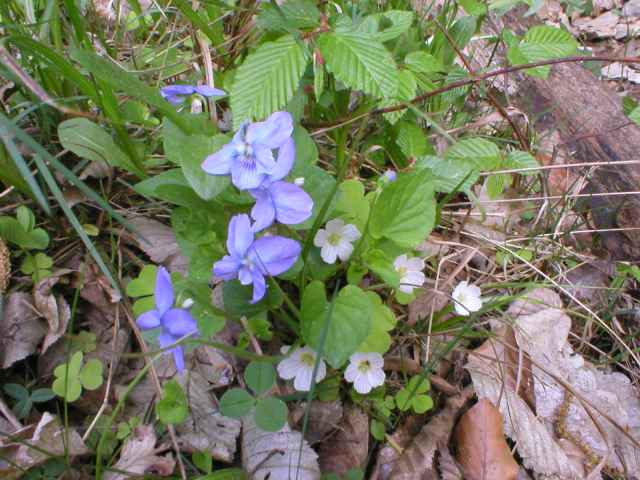 Violka Rivinova, ��avel kysel�