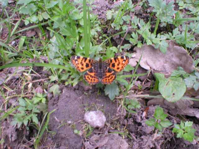 Babo�ka bodl�kov�