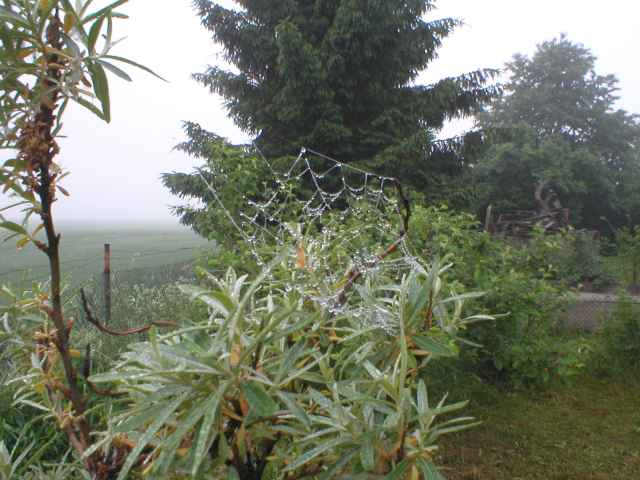 orosen� pavu�ina