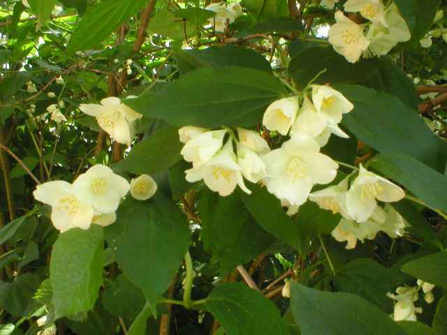 Pustoryl - &ldquo;Jasm�n&rdquo;