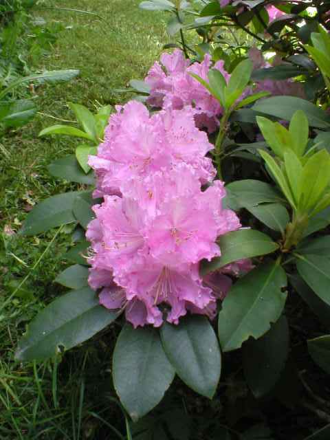 Rododendron