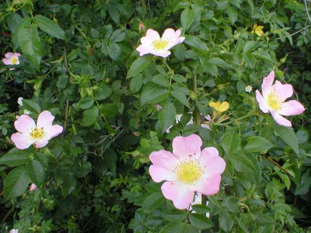 R��e ��pkov�