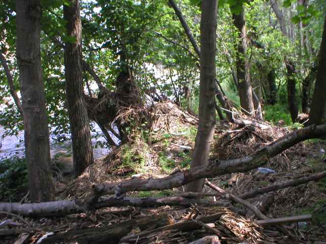 nepo��dek v les�ch okolo Blanice u Strunkovic nad Blanic�