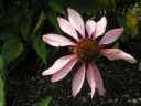 Echinacea