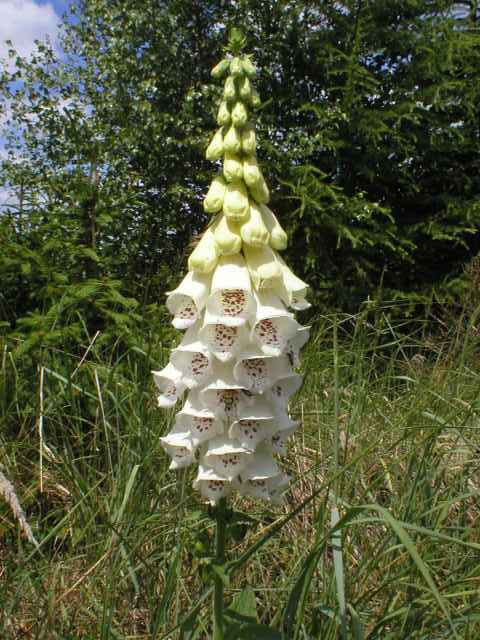 N�prstn�k velkokv�t�