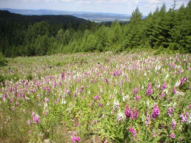 N�prstn�k velkokv�t�