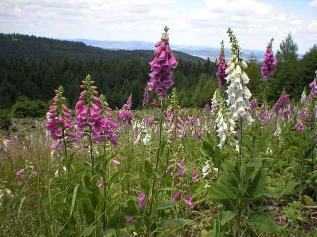 N�prstn�k velkokv�t�