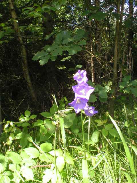 Zvonek broskvolist�