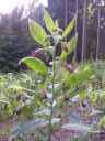 Rulk zlomocn