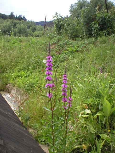 Kyprej vrbice u pramene Salv�tor