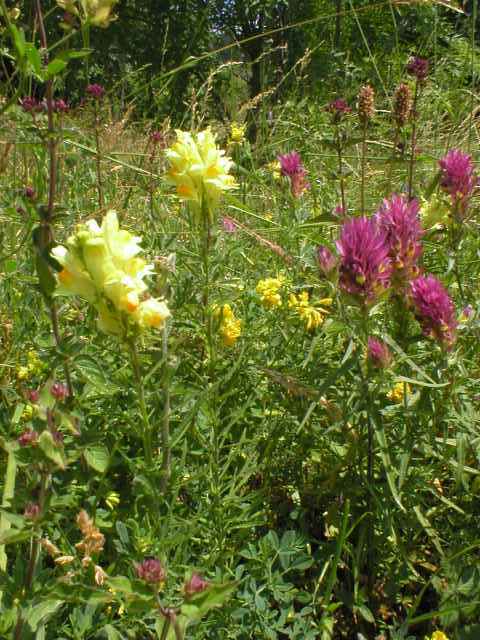 Lnice kv�tel, �ern�� roln�