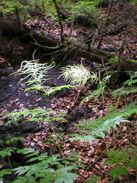 Udatna lesn� v ka�onu