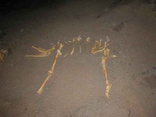 Zl� diera, kostra srnce