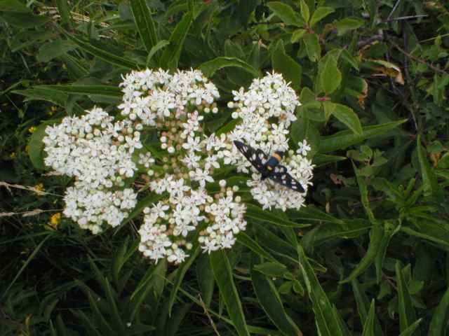 Bez chebd� & B�loskvrn�� pampeli�kov�