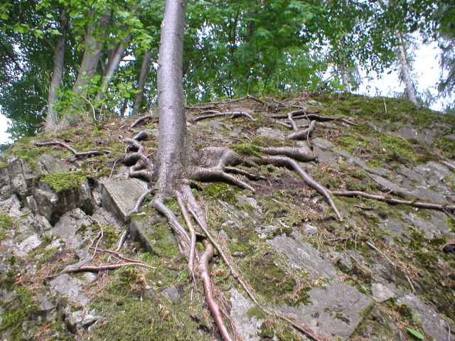 Nov� hrad u Hanu�ovic, strom na spadl� ��sti hradeb