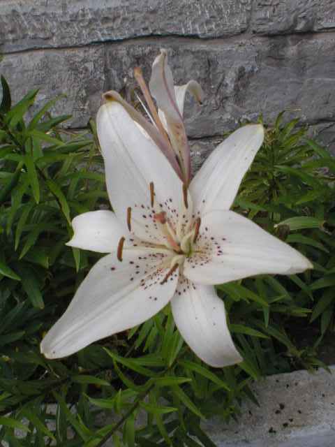 lilie v Bohd�kov� na n�dra��