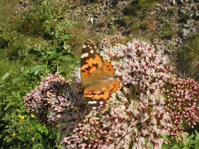 Babo�ka bodl�kov�