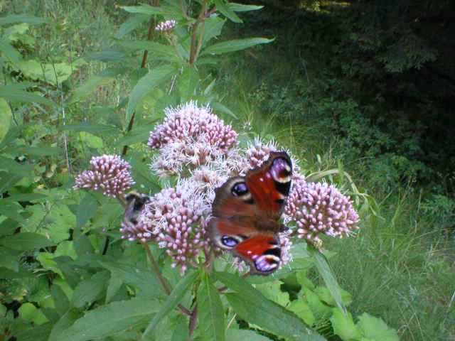 Babo�ka pav� oko