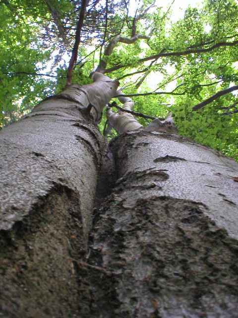 n�dhern� buk u Zelen� ch��e