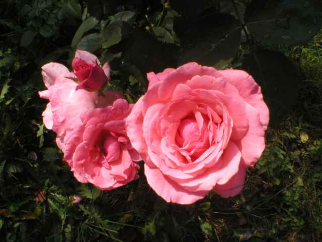 kr�sn� r��e na zahrad�