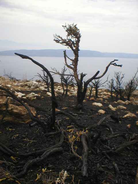 oho�el� vegetace v okol� kapli�ky