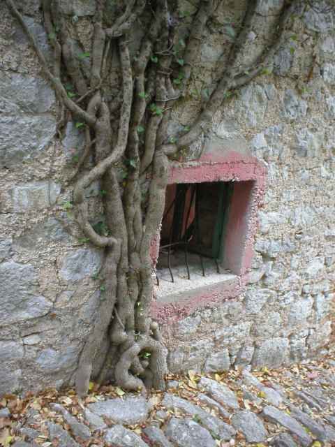 d�m a strom spl�vaj� v jedno