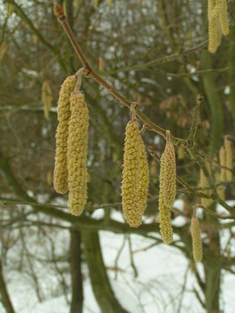 jehn�dy u Mal� Ameriky