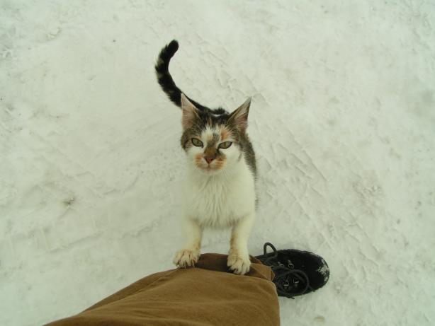 cestou jsme potkali mazlivou a vyhublou ko�i�ku