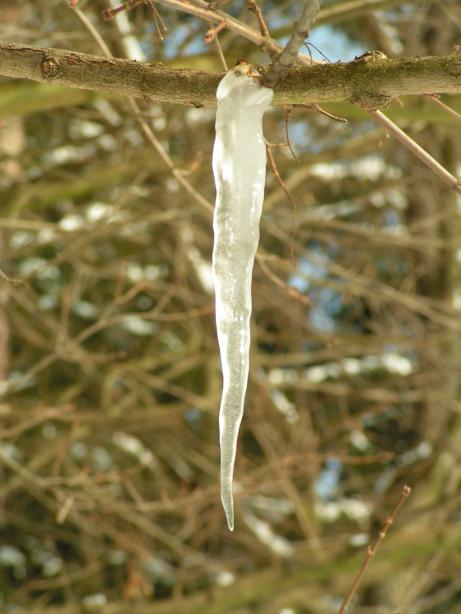 zaj�mav� rampouch na strom�