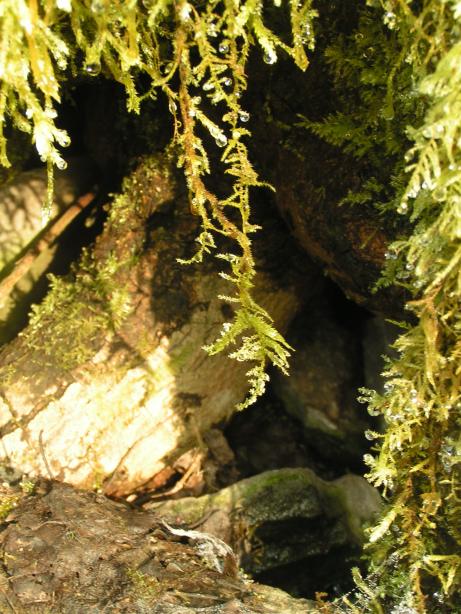 d�ky tepl�mu vzduchu je na Bor�i �iv� mech