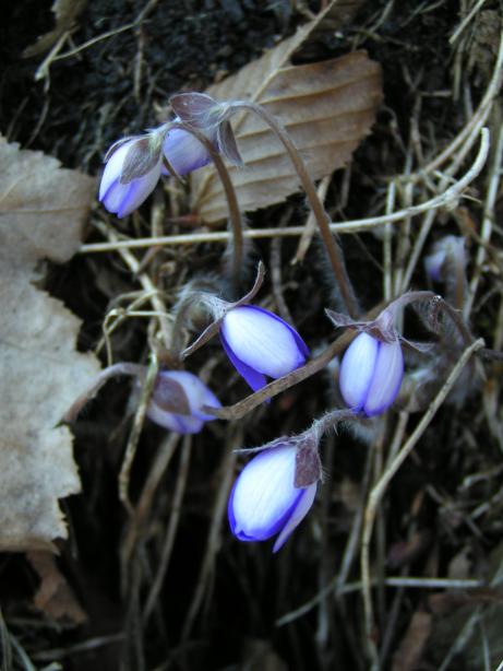 Jatern�k podl�ka