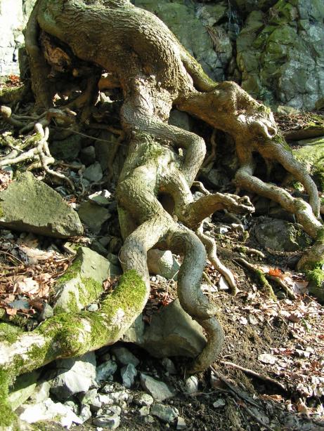 chobotnicovit� ko�eny