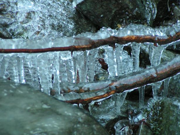 rampouchy na v�tvi u vodop�du