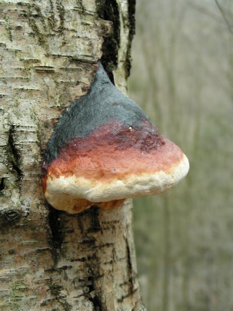 ndhern zbarven choro