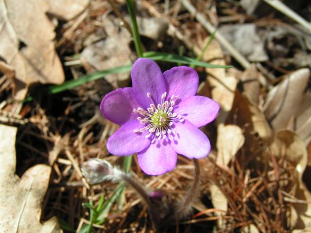 jatern�k podl�ka