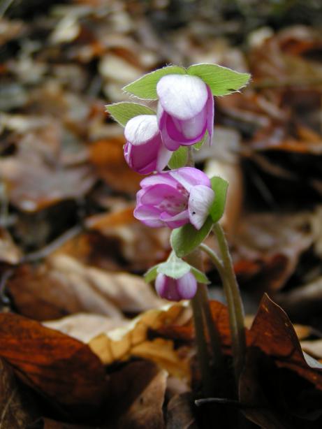 r��ov� kv�tinka, kter� nev�m jak se jmenuje :-(