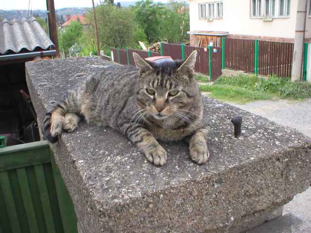 Macek