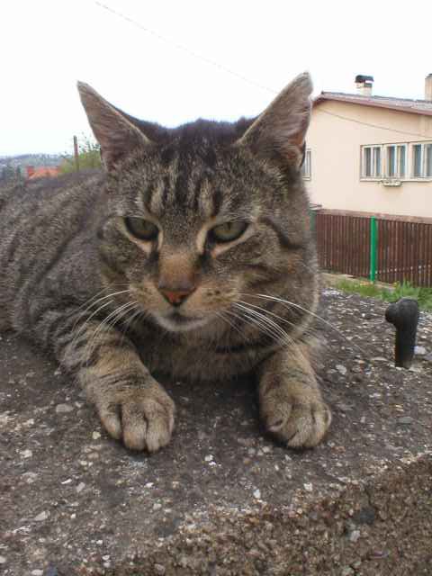 Macek