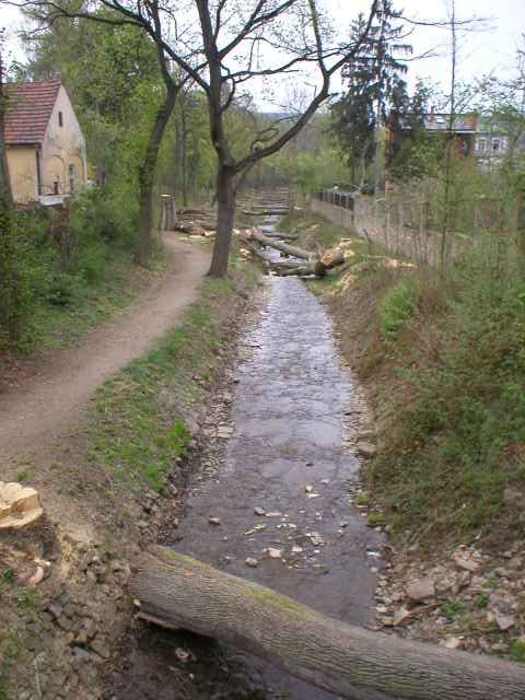 pok�cen� stromy u Nezabudick�ho potoka v parku