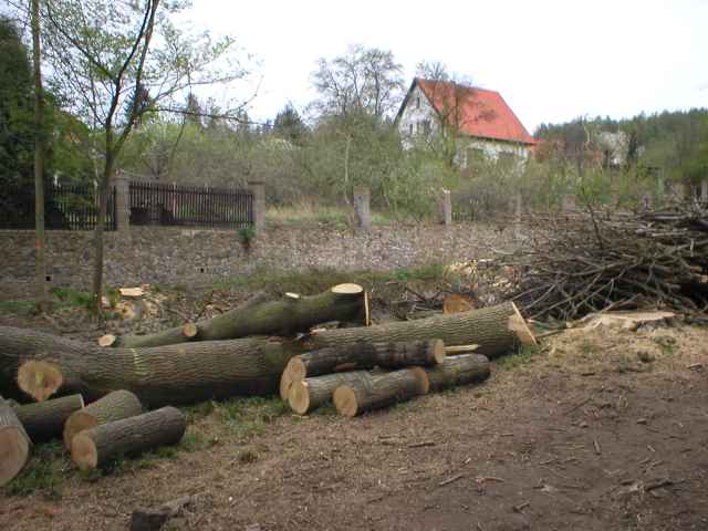 hromada padl�ch strom� zbl�zka