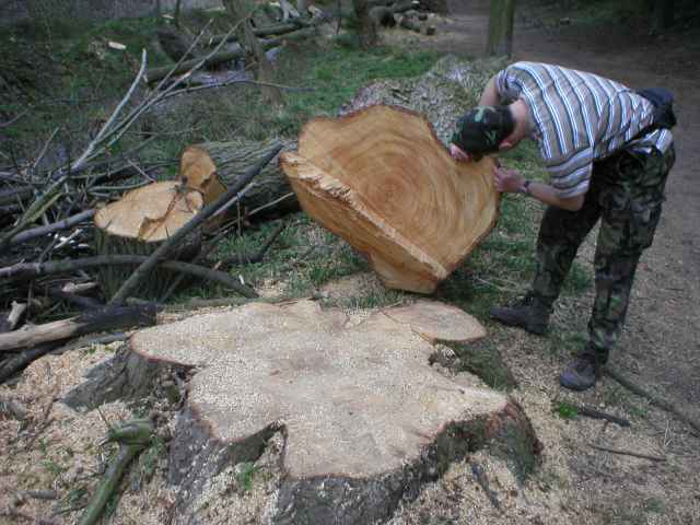 pa�ez a kmen &ldquo;nemocn�ho&rdquo; stromu