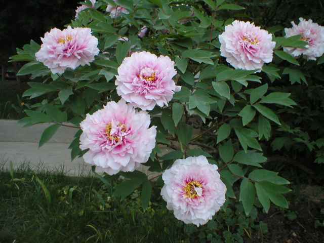 cel� ke� Pivon�k