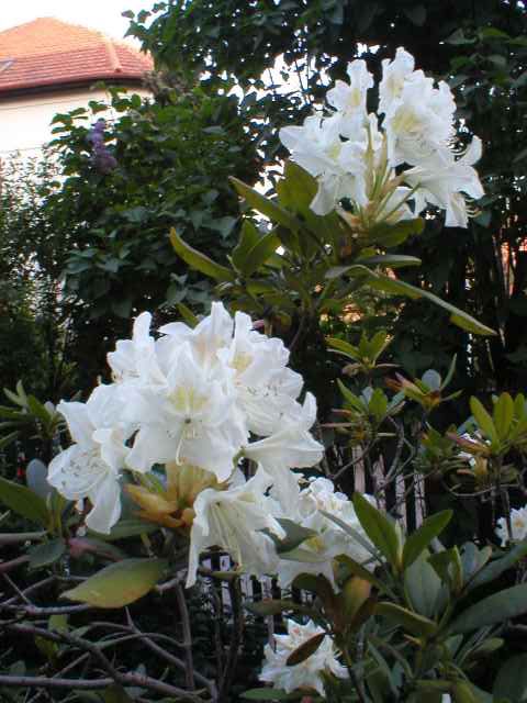 Rododendron
