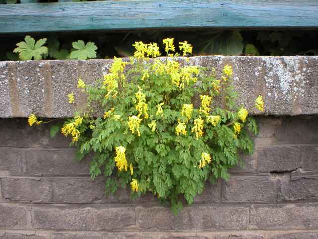 nezn�m� kr�sn� rostlinka